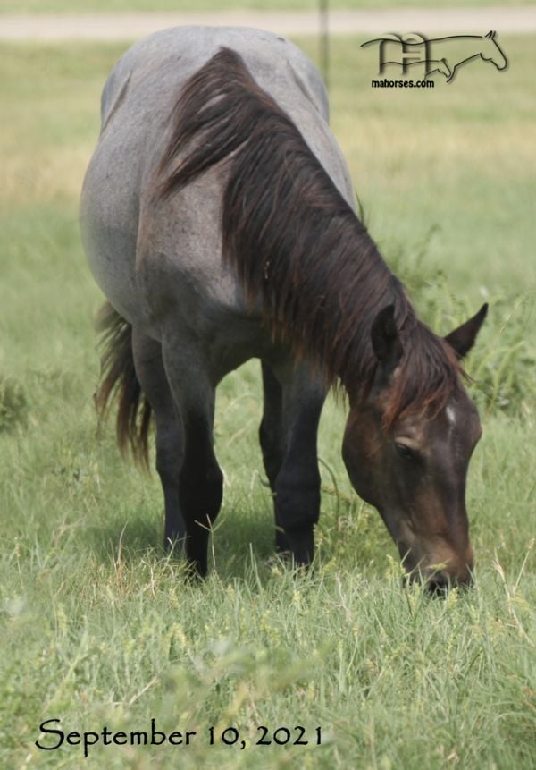 Whipp Hancock Jenny's 2020 Roan Colt